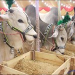 Beautiful Animals Decoration on Eid ul Adha