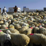 Eid ul Adha Animals Mandi in Pakistan
