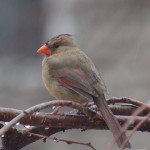 Beautiful Bird Wallpaper in Rain