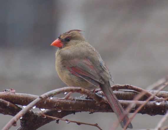 Beautiful Bird Wallpaper in Rain