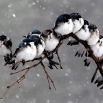 Beautiful Birds in Rain Wallpaper