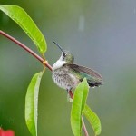 Birds Wallpapers in Rain