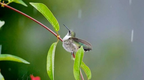 Birds Wallpapers in Rain