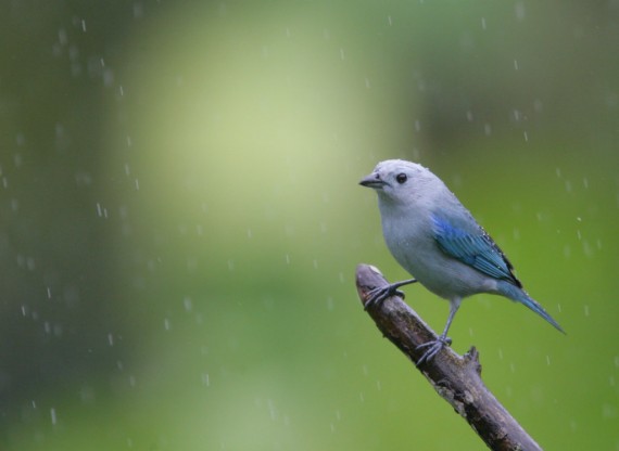 Birds in Rain Background