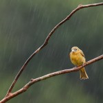 Birds in Rain Falling