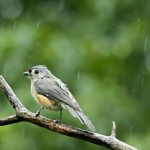 Birds in Rain Photography