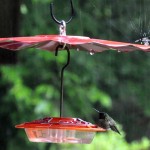 Birds in Rain Photos