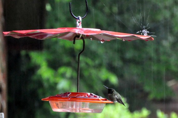 Birds in Rain Photos