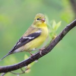 Birds in Rain images Gallery