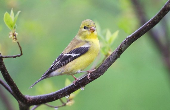 Birds in Rain images Gallery