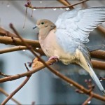 Birds in Rainy Day