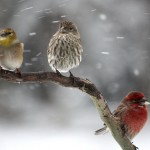 Birds in Winter Season Rain