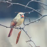 Cardinal Bird in Rain