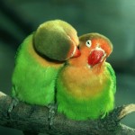 Download Free Birds in Rain Pictures