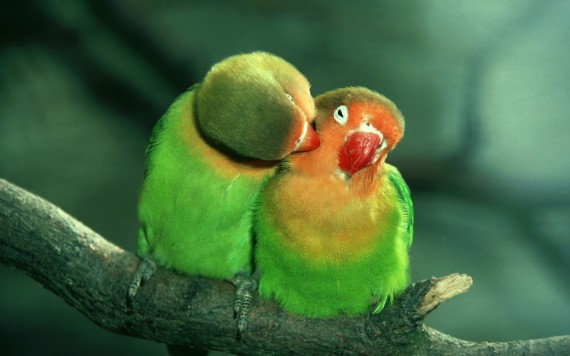 Download Free Birds in Rain Pictures