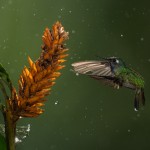 Hummingbird in Rain