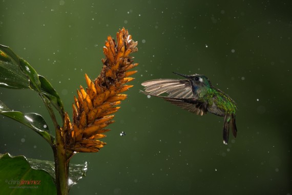 Hummingbird in Rain