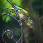 Lovely Bird in Rain Wallpapers