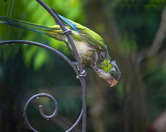 Lovely Bird in Rain Wallpapers