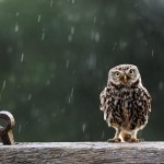Owl in Rain HQ Wallpaper