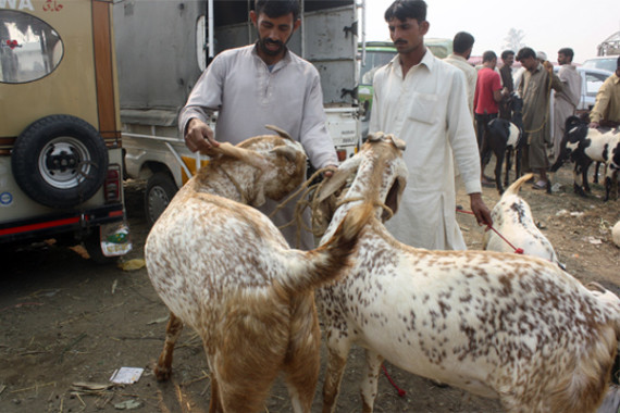 Bakra mandi in Pakistan
