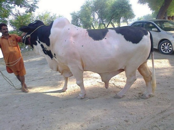 Beautiful Animals on Eid ul Adha