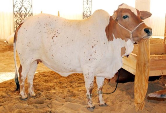 Beautiful Animals on Eid ul Adha images