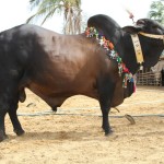 Big Cattle on Eid ul Adha