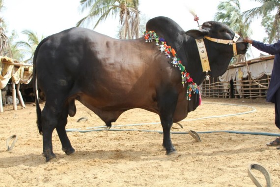 Big Cattle on Eid ul Adha