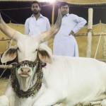 Big Cattle on Eid ul Adha Picture