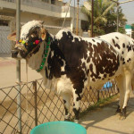 Biggest Animal Eid ul Azha