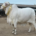 Biggest Bull on Eid ul Adha