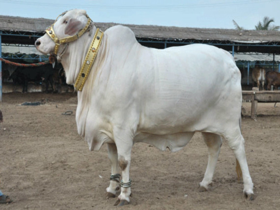Biggest Bull on Eid ul Adha