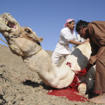 Camel Sacrifice on Eid ul Adha