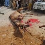 Camel Sacrifice on Eid ul Adha Photo