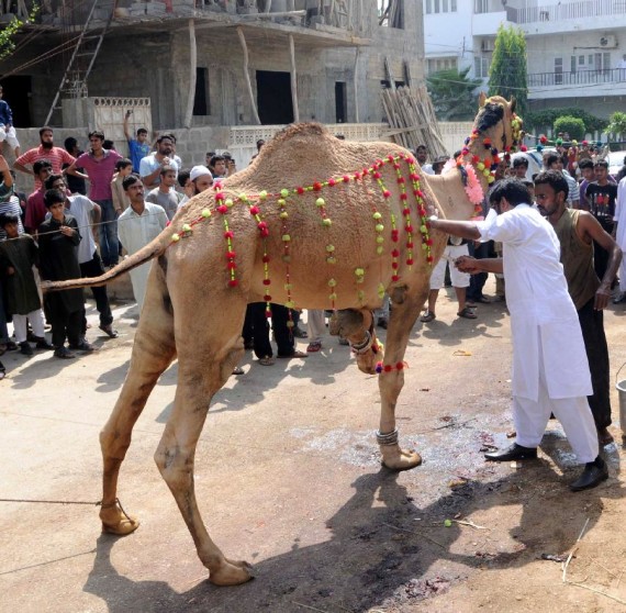 Decorated Big cattle on Eid ul adha