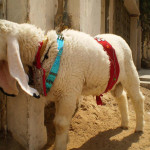 Decorated Chatra on Eid ul Adha
