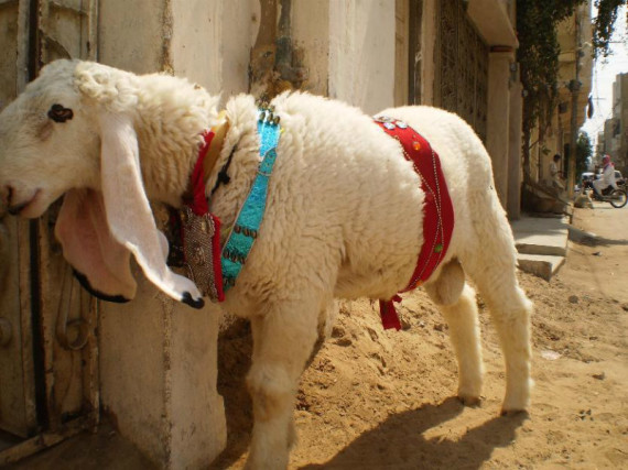 Decorated Chatra on Eid ul Adha