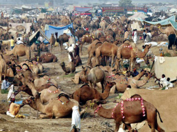 Eid ul Adha Animals