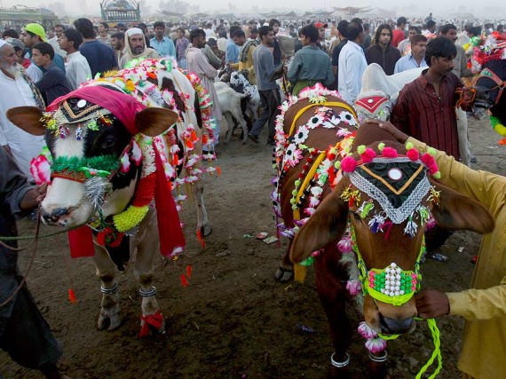 Eid ul Adha Animals Decoration Picture