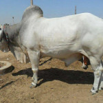 Eid ul Adha Big Bull