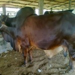 Eid ul Adha Big Bull Photo
