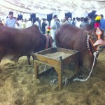 Eid ul Azha Animals Pictures