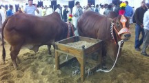 Eid ul Azha Animals Pictures