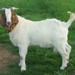 Eid ul adha Animal Picture