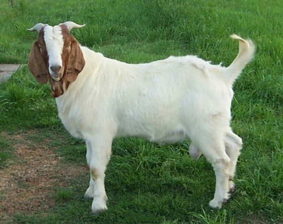 Eid ul adha Animal Picture