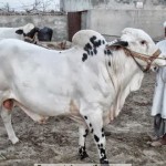 Mandi Maweshi Cows Bulls Pictures