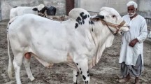 Mandi Maweshi Cows Bulls Pictures