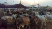 Mandi Maweshi Pics