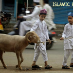 Tailed Sheep Chatra